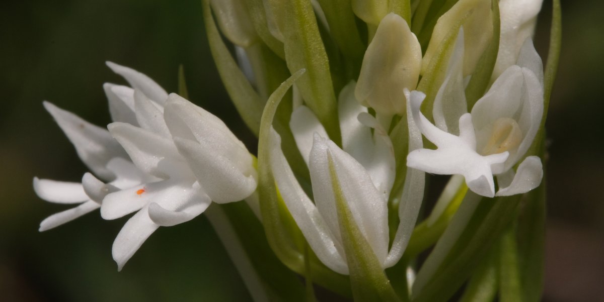 Ultime orchidee per quest''anno - Dalla Grecia con passione